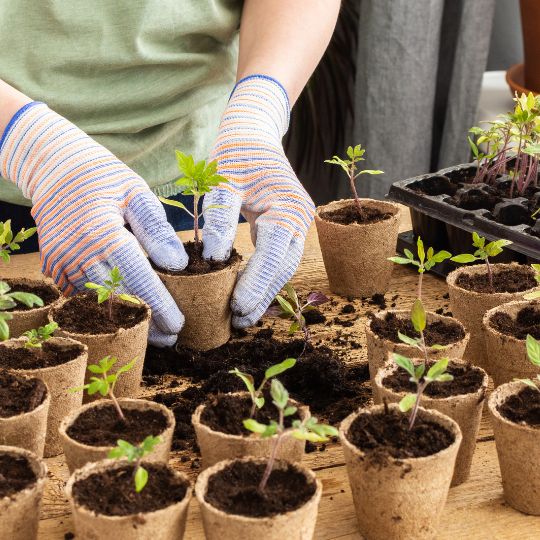 Transplanting Your Garden