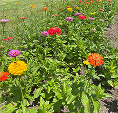 A field of colorful flowers.